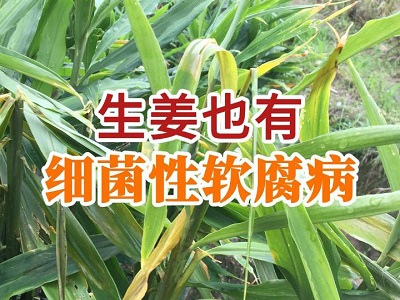 生姜也有细菌性软腐病 ()