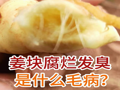 姜块腐烂发臭是什么毛病？ ()