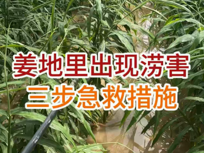 姜地里出现涝害三步急救措施 ()
