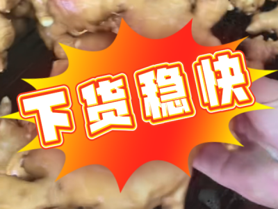 6月26日 生姜价格行情（下货稳快） ()