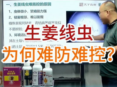 生姜线虫为何难防控？ ()