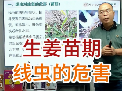 生姜苗期线虫的危害 ()