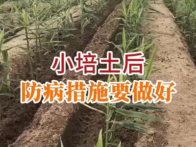 小培土后 防病措施要做好 ()