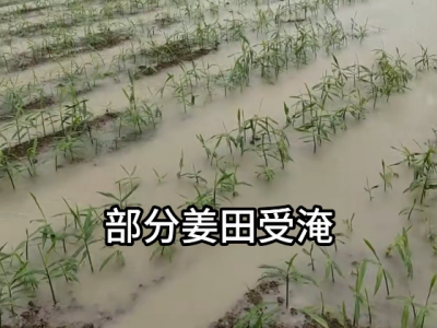6月26日贵州惠水突降暴雨部分姜田受灾 ()