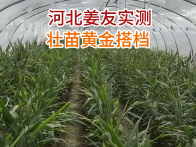 河北姜友壮苗黄金搭档实测 ()