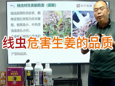 线虫危害生姜的品质 ()