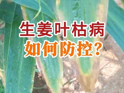 生姜叶枯病如何防控？ ()