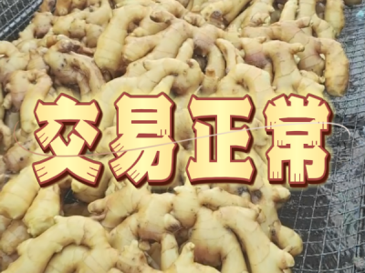 6月27日 生姜价格行情（交易正常） ()