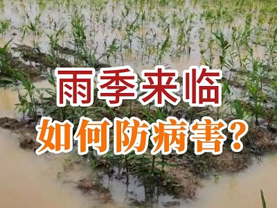 雨季来临 如何防病害？ ()