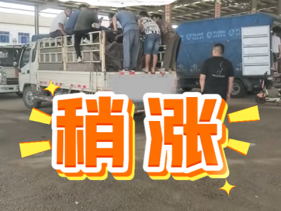 6月30日 安丘黑埠子（稍涨） ()