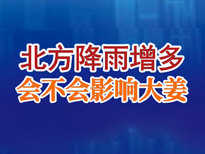 老石说姜：北方降雨增多，会不会影响大姜？ ()