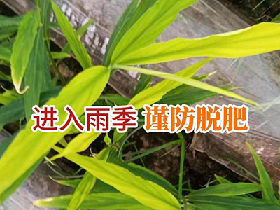 进入雨季 谨防脱肥 ()
