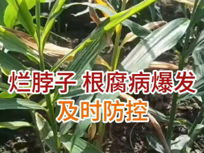 烂脖子、根腐病爆发及时防控！ ()