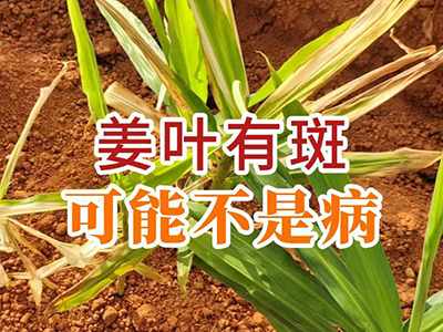 姜叶有斑 可能不是病 ()