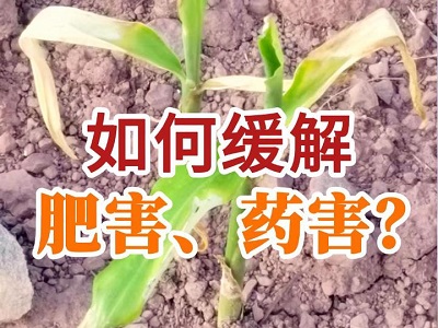 如何缓解肥害药害？ ()