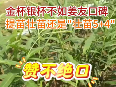 金杯银杯不如姜友口碑，提苗壮苗还是“壮苗5+4” ()