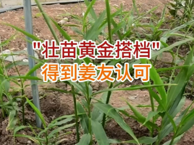 “壮苗黄金搭档”得到姜友认可 ()