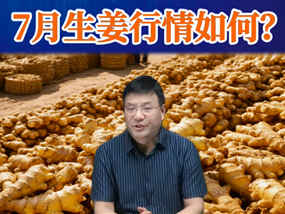 老石说姜：7月生姜行情如何？ ()