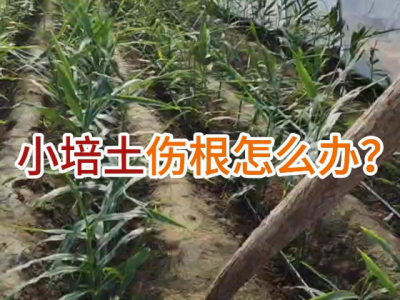 小培生伤根怎么办？ ()