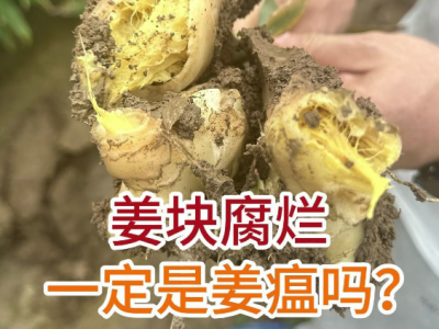 姜块腐烂一定是姜瘟吗？ ()