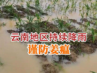 云南地区持续降雨谨防姜瘟 ()