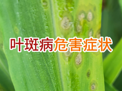 生姜叶斑病危害症状 ()