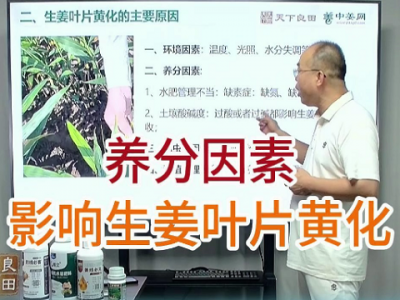 养分因素影响生姜叶片黄化 ()