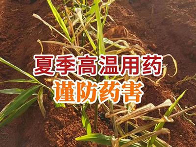夏季高温用药 谨防药害 ()