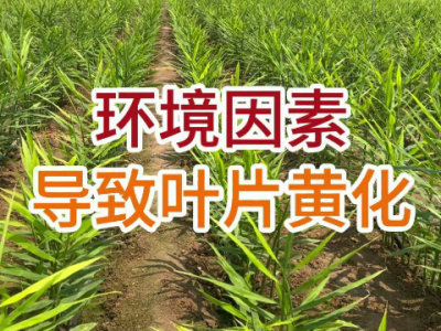 环境因素导致叶片黄化 ()