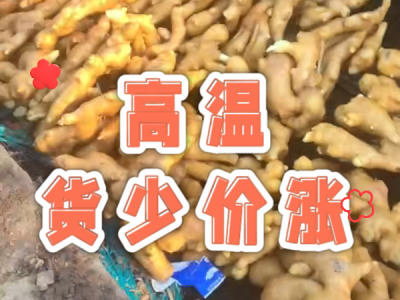 7月5日 生姜价格行情（高温货少价涨） ()