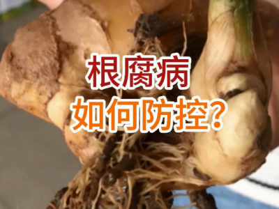 生姜根腐病如何防控？ ()