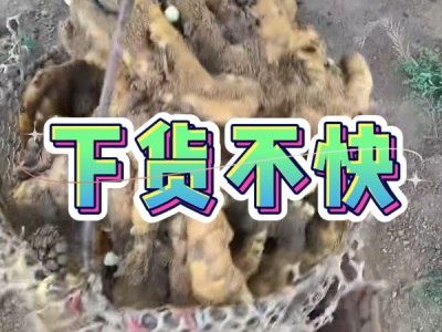 7月5日 安丘黑埠子（下货不快） ()