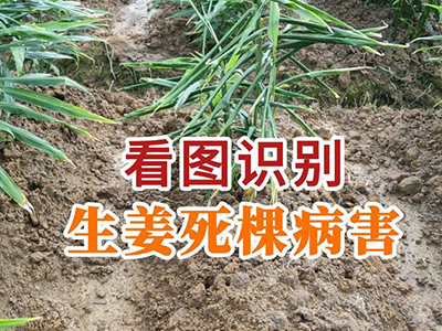 看图识别生姜死棵病害 ()