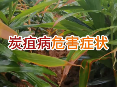 生姜炭疽病危害症状 ()