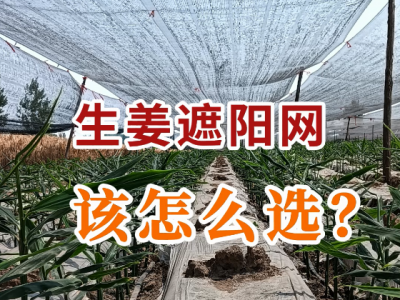 生姜遮阳网该怎么选？ ()