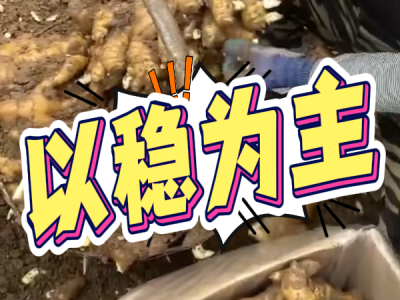 7月7日 安丘黑埠子（以稳为主） ()