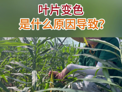 叶片变色是什么原因导致？ ()
