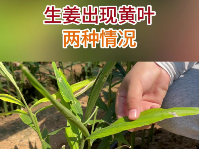 生姜出现黄叶两种情况 ()