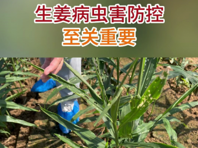 生姜病虫害防控至关重要 ()