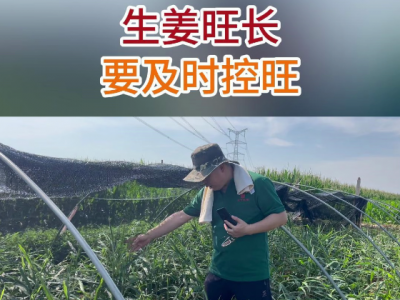生姜旺长要及时控旺 ()