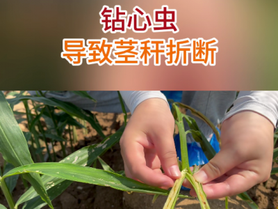 钻心虫导致茎秆折断 ()