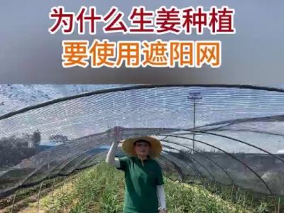 为什么生姜种植要使用遮阳网？ ()