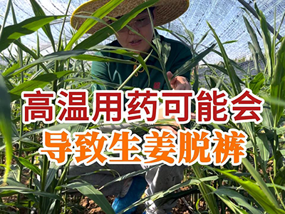 高温用药可能会导致生姜脱裤 ()