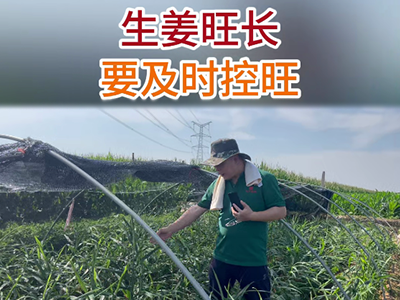 生姜旺长要及时控旺 ()