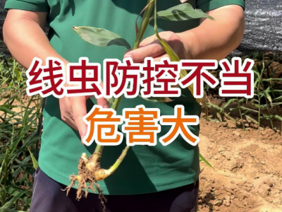 线虫防控不当危害大 ()