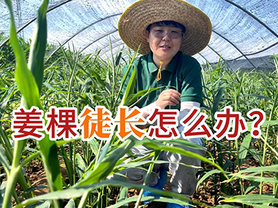 姜棵徒长怎么办？ ()