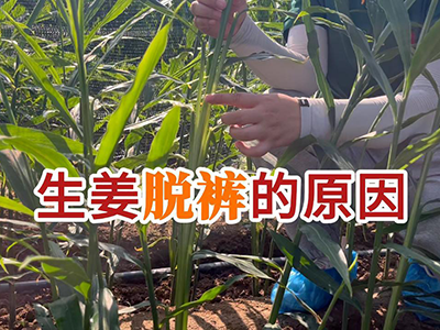 生姜脱裤的原因 ()