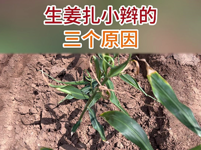 生姜扎小辫的三个原因 ()