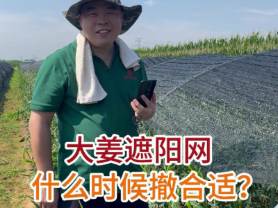 大姜遮阳网什么时候撤合适？ ()