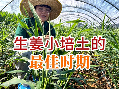 生姜小培土的最佳时期 ()